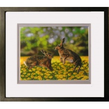 boxing_in_dandelions
