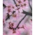 blossom__blush_pauwla_horsley