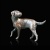border_terrier