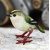 goldcrest