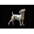 jack_russell