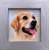 labrador_