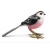 long_taled_tit_ph1_fnl