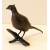 pheasant_on_branch