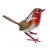 robin
